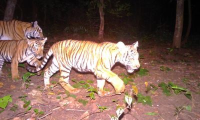Rare sighting of tiger and cubs raises hopes for species in Thailand