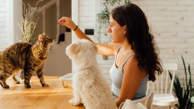 Five foods you should never feed your cat, according to an expert