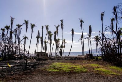 Over 6,000 Hawaiians still homeless five months after Maui wildfires