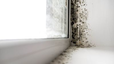 How dangerous is it to have mold in your home? Here's what the experts say