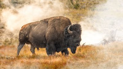 Yellowstone tourist learns that trying to ride bison really isn't a good idea