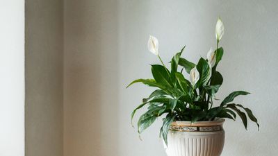 Why are the leaves on my peace lily turning brown?