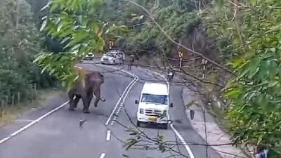 Without wildlife bridges and underpasses, Munnar-Bodimettu highway poses threat to travellers and animals alike