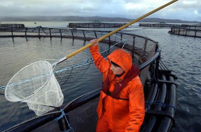 Greens call for urgent talks on salmon farm industry amid 'slow reform'