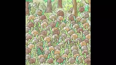 Spot the snake hidden among these tortoises in less than eight seconds to test your visual senses!