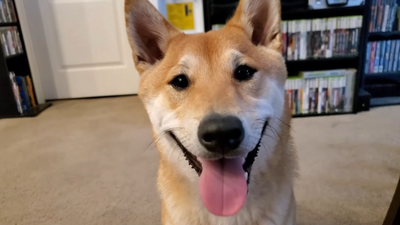 Owner of the world's first speedrunning Shiba Inu reveals how the best boy achieves success