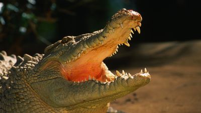 'Eyes coming straight for me': Huge crocodile launches itself into boat with jaws wide open in strange attack