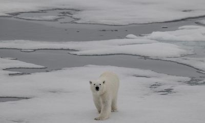 Polar bear dies from bird flu as H5N1 spreads across globe