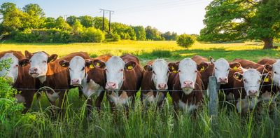 The meat and dairy industry is not 'climate neutral', despite some eye-catching claims
