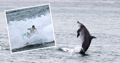 Erratic jet ski riders put dolphins, seals, seagrass 'at risk'