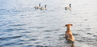 Our dogs can terrify (and even kill) wildlife. Here’s how to be a responsible owner this summer