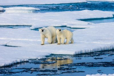 Alaska polar bear becomes first to die from bird flu