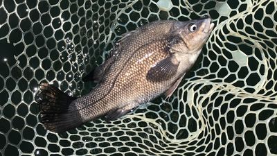 Endangered Macquarie perch given a layer of protection