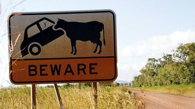 Man dies in crash after trying to avoid hitting cow