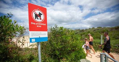 Rangers ready to dish out fines to dog owners at Redhead Beach