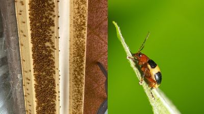 NSW Residents Have Shared Horror Pictures Of Beetle Infestations Taking Over Their Homes