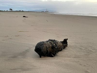Bomb washes up on California beach