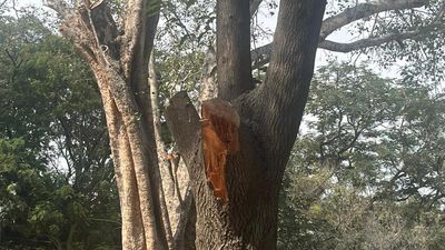 Sainikpuri residents plan ‘chipko’ movement to save trees