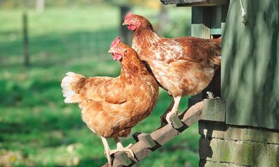 Humans can tell by chickens’ calls if they are happy or frustrated, research finds