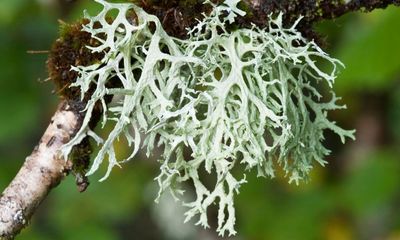 Oakmoss: the flamboyant, fluffy lichen transforming the winter landscape