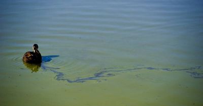 Red alert: blue-green algae in Hunter River upstream of Glenbawn Dam