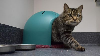 Quirky pets spend summer holidays in quarantine