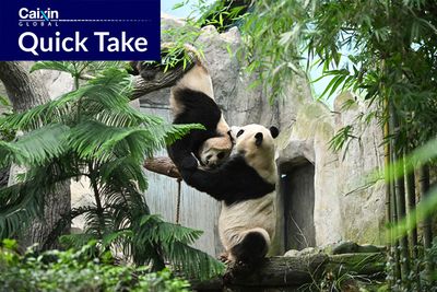 17 Giant Pandas Came Home Last Year