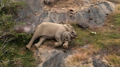 Image of reunited elephant calf’s nap with mother in T.N.’s Anamalai Tiger Reserve wins hearts