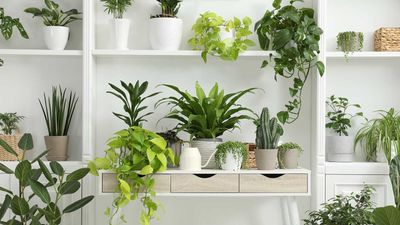 Do I need a grow light for my houseplants in winter? Our experts weigh in