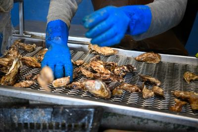 French Oyster Sales Clam Up As Contamination Scare Spreads