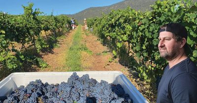 Early start to Hunter Valley wine vintage as picking commences
