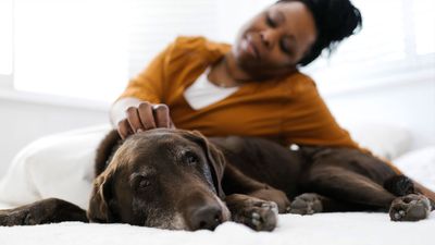 Comforting your scared dog won't reinforce the behavior, expert trainer reveals