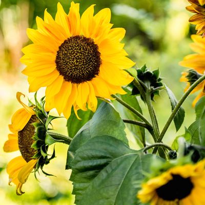 When to plant sunflower seeds for sunny blooms to brighten your garden this summer