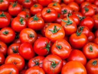 Tomato plants use their roots to ration water during drought