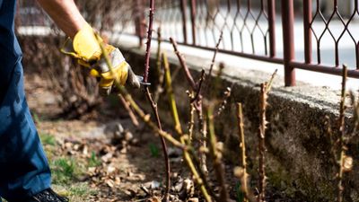 8 of the best plants to prune in January for healthy and vigorous shrubs and fruit bushes