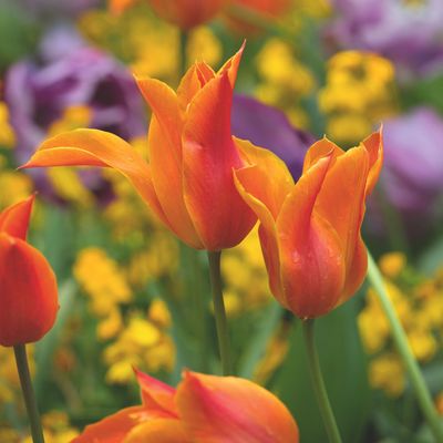 Can you plant bulbs in January? Yes — but experts are warning of a big drawback for spring bulbs