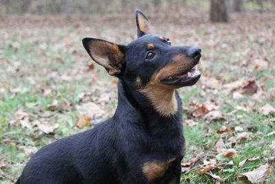 Meet the newest breed to join the American Kennel Club, a little dog with a big smile