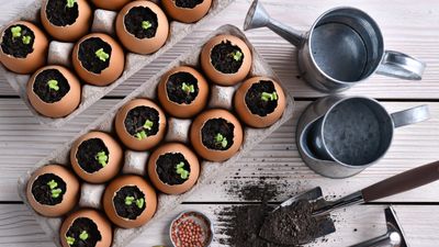 Looking for ways to save money in the garden? 12 clever, low-cost ideas for reusing and recycling in January