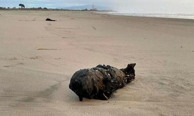 Second world war-era practice bomb found on California beach