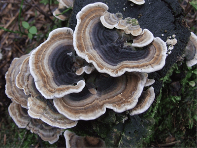 Turkey tail: can it really support cancer treatment?