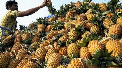 ‘Very sweet’ variety gives fresh hope to Pineapple farmers in Kerala