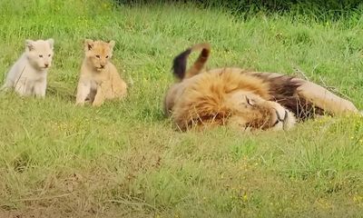 Watch: Adorable lion cubs think dad’s tail is a toy; dad isn’t amused