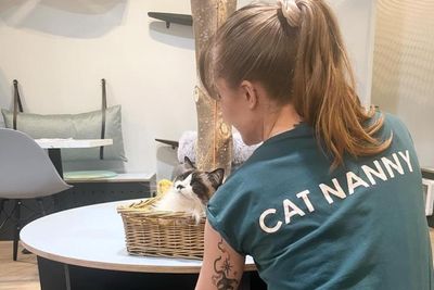 Scotland's first cat cafe advertises cat lovers' dream job