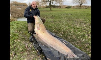 Huge catfish ‘would obliterate’ a record, but angler isn’t interested
