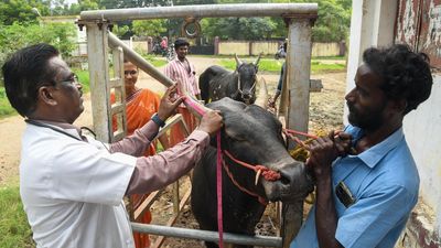 Examining bulls for jallikattu begins in Madurai