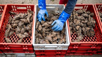 French oyster sales clam up as contamination scare spreads