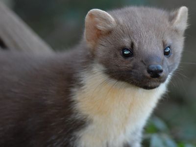 Pine martens return from brink of extinction in southern England