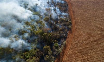 Deforestation effect of UK consumption unsustainable, say MPs