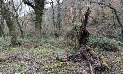 Country diary: Time has turned this tree trunk soft as trifle sponge