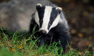 Badger culls are not best way to cut bovine TB, report finds